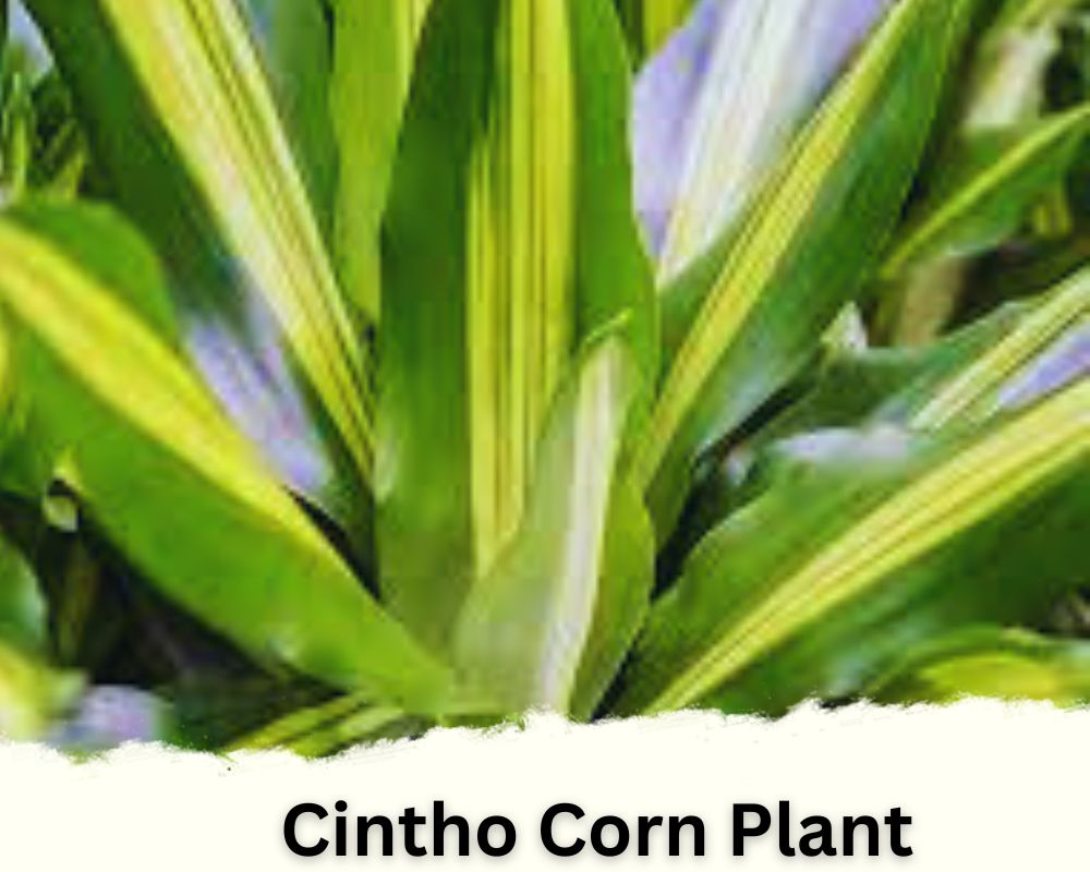 Cintho Corn Plant identification