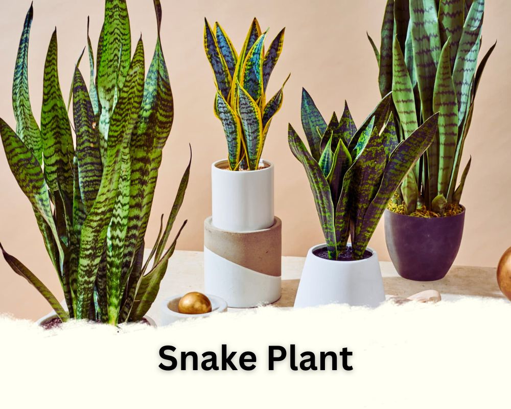 Snake Plant identification