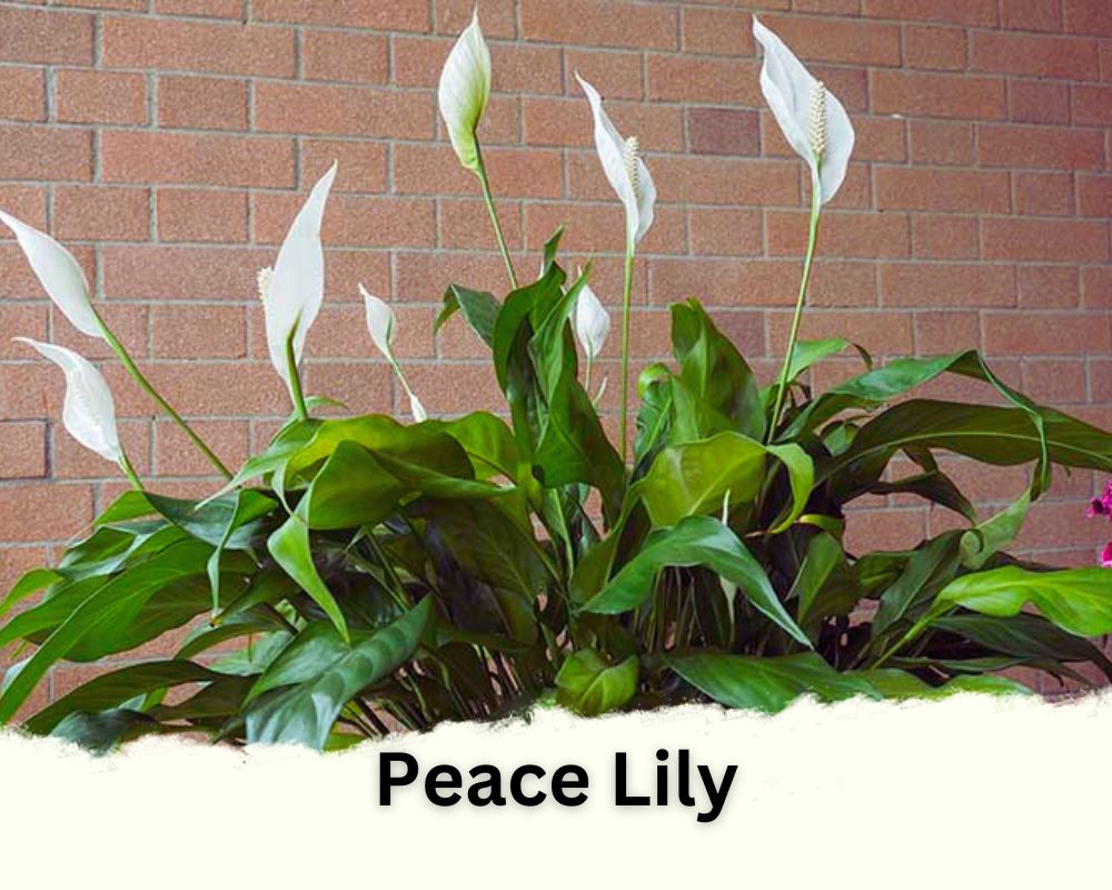 Peace Lily is a tropical houseplant with green leaves and white flowers