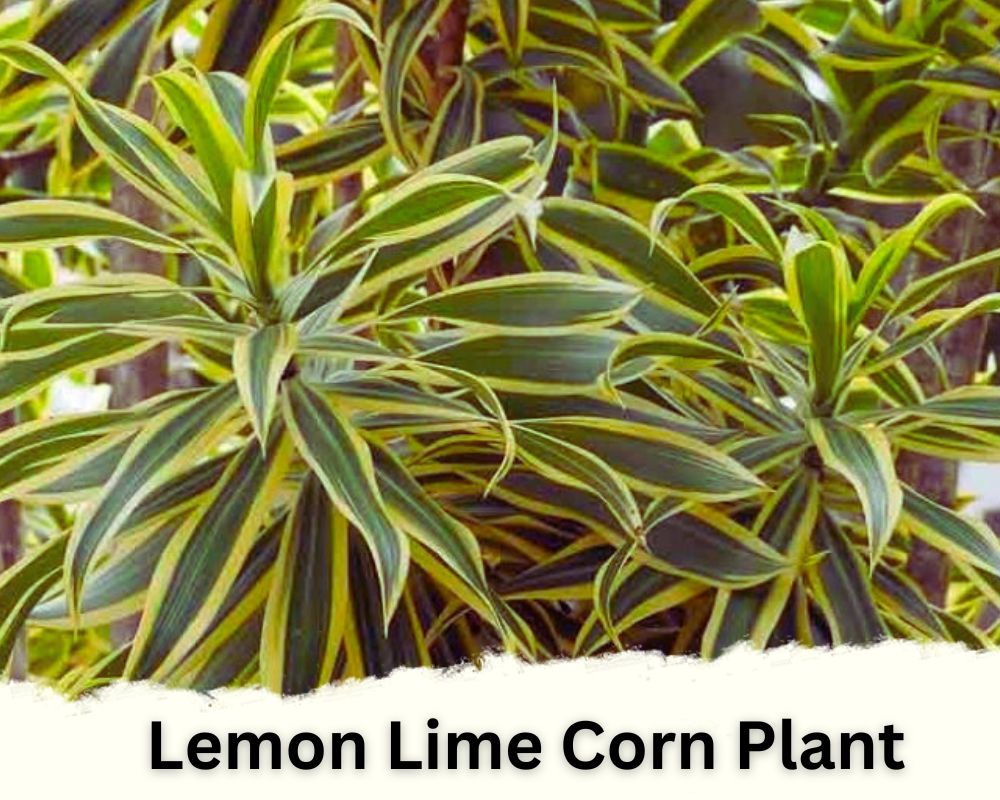 Lemon Lime Corn Plant identification
