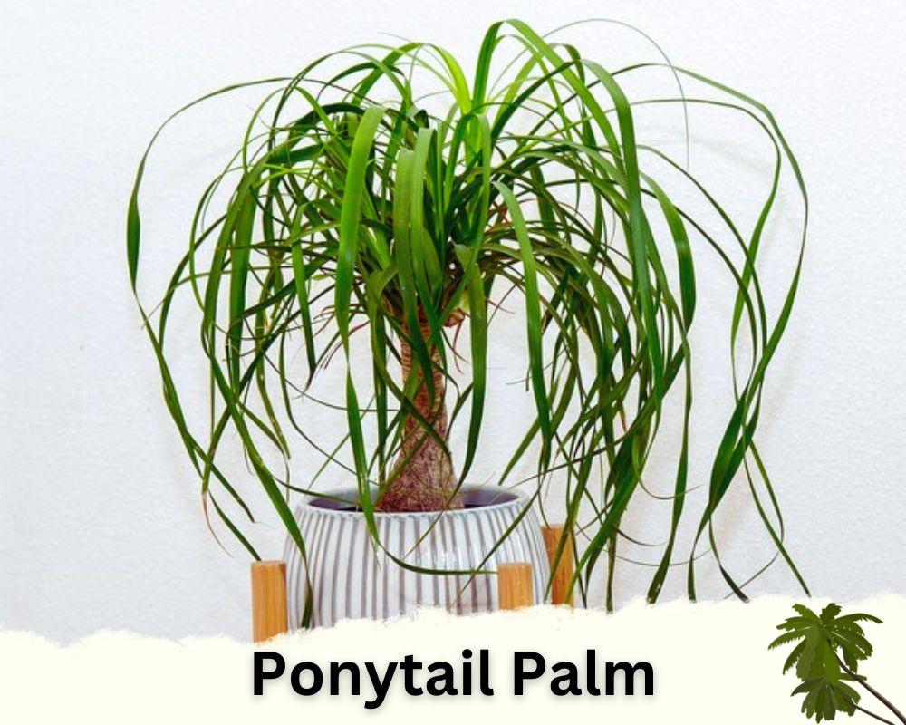 Ponytail Palm: palm houseplant identification 
