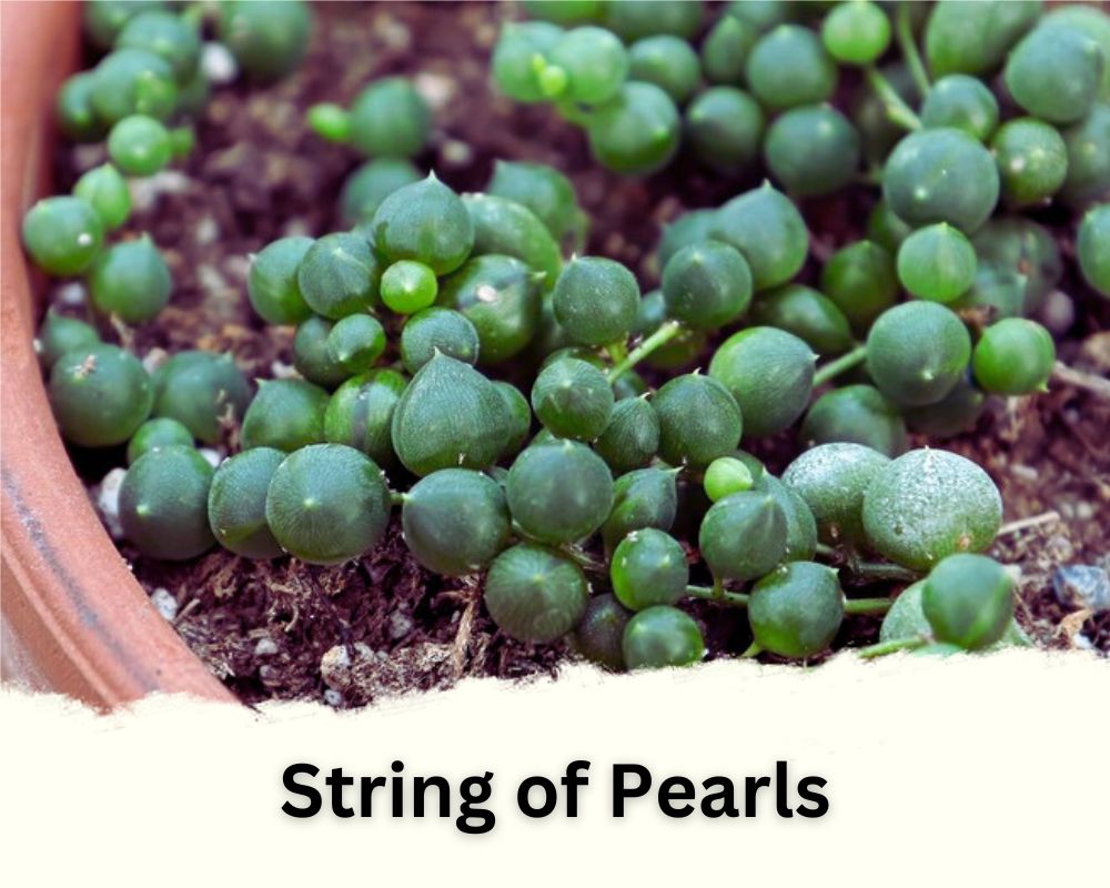 String of Pearls identification