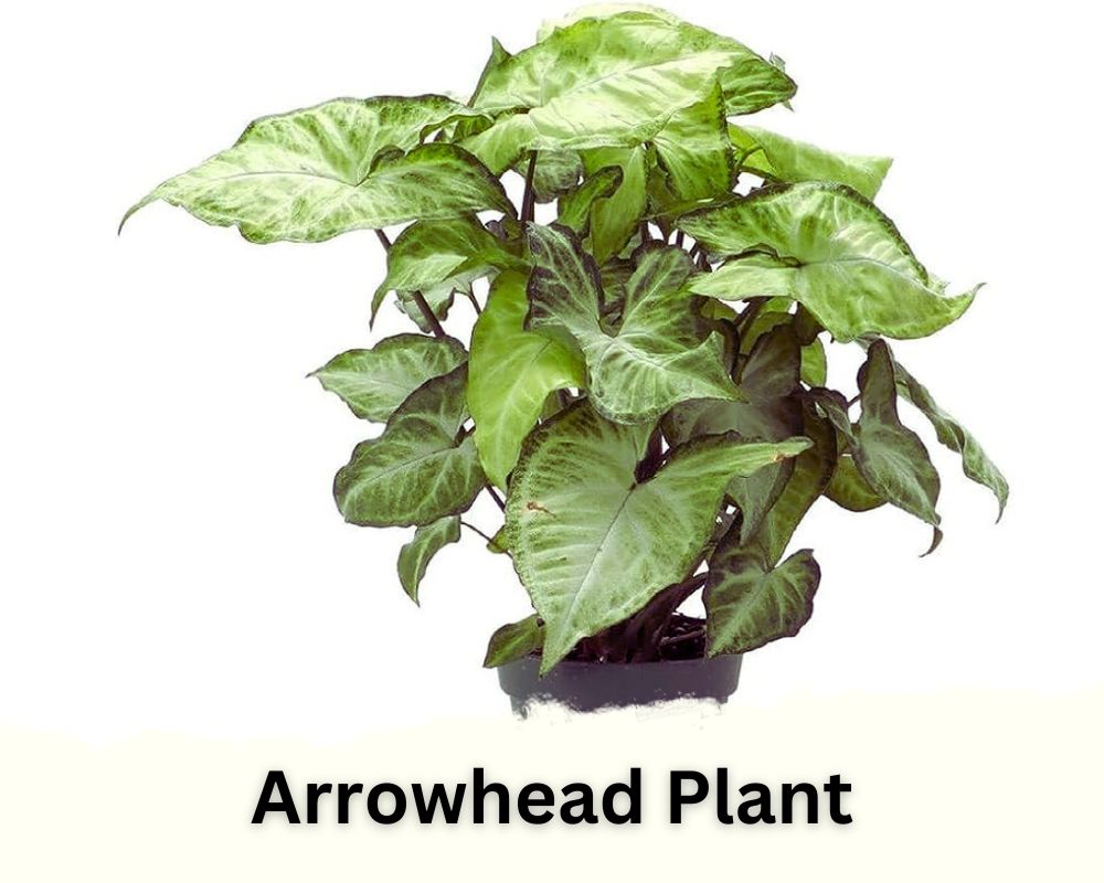 Arrowhead Plant identification