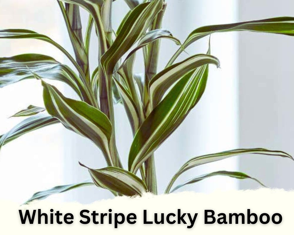 White Stripe Lucky Bamboo identification