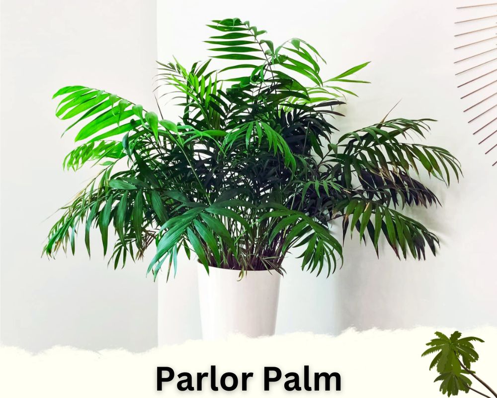 Parlor Palm: palm houseplant identification
