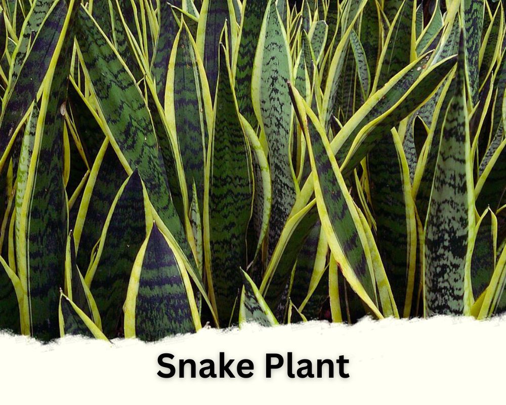 Snake Plant is a tropical houseplant with tall narrow leaves