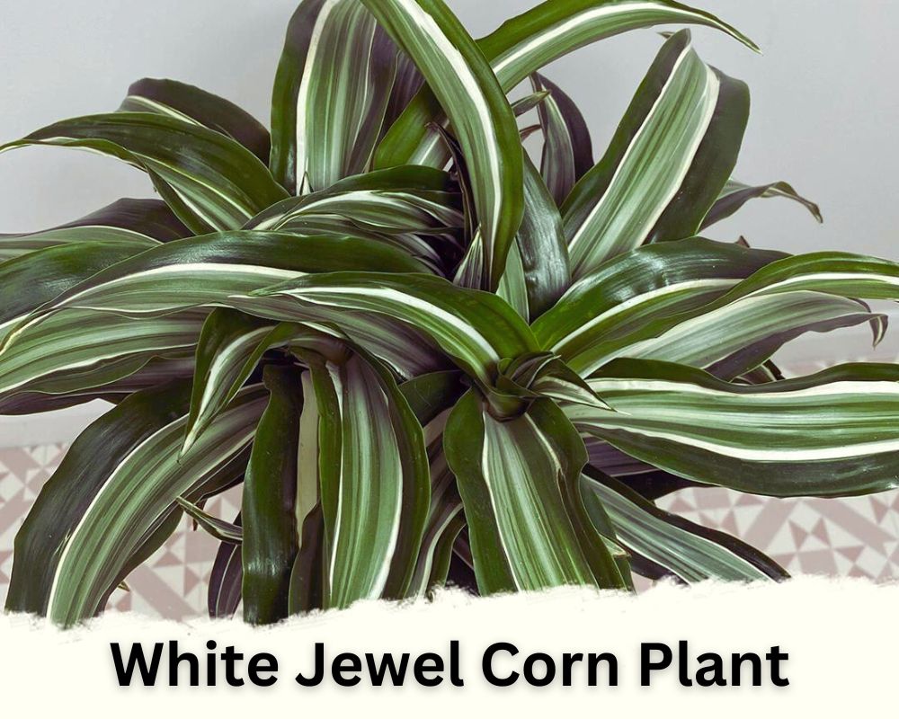 White Jewel Corn Plant identification