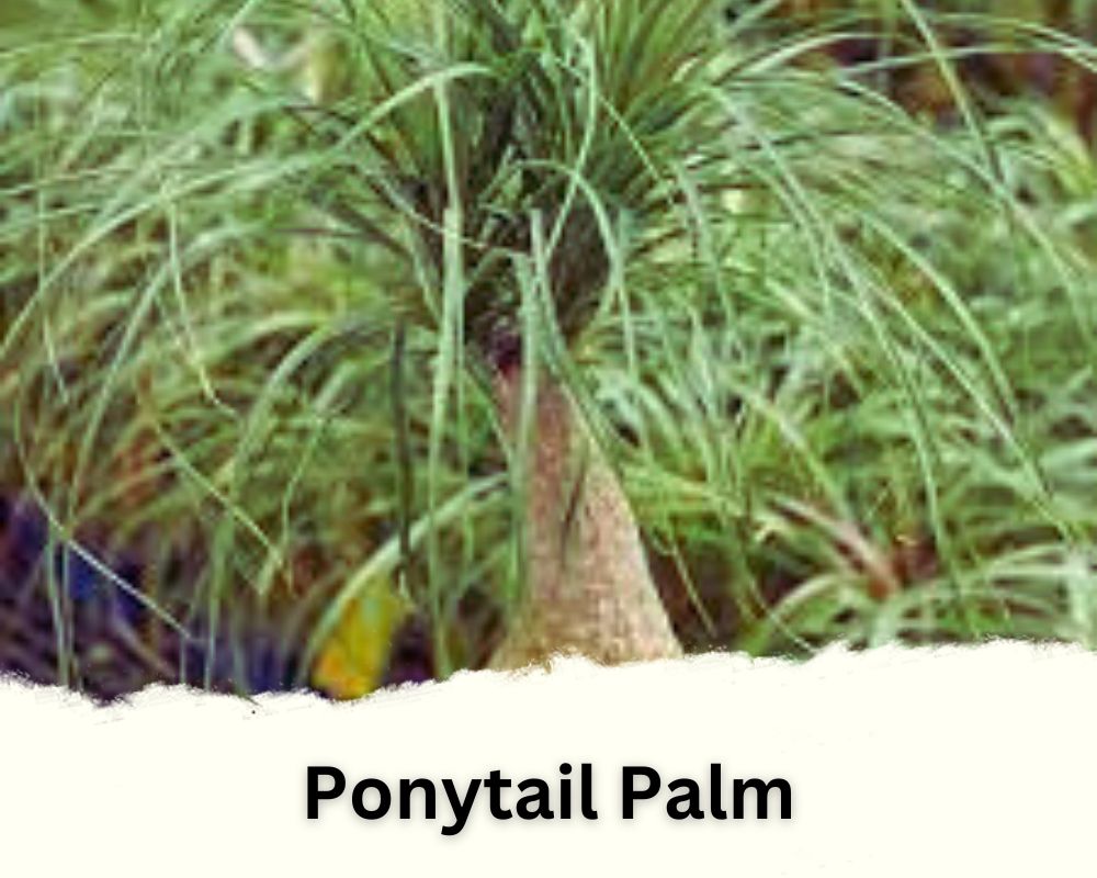 Ponytail Palm identification