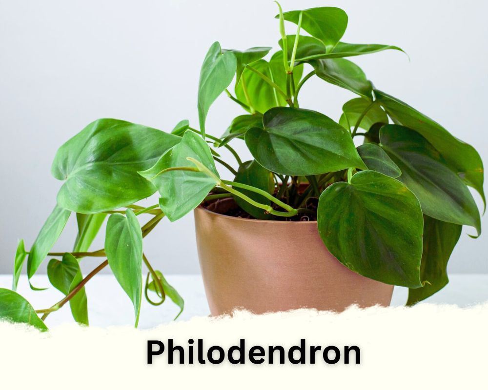 Philodendron identification by leaves
