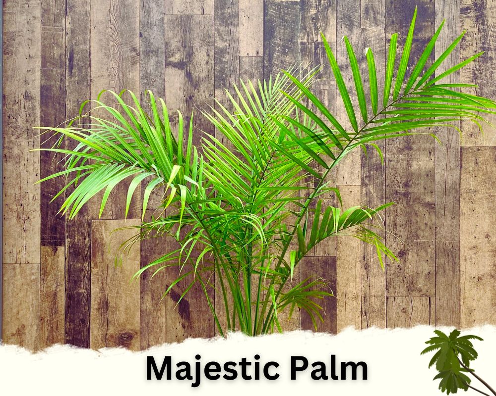 Majestic Palm: palm houseplant identification