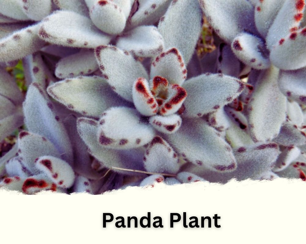 Panda Plant identification