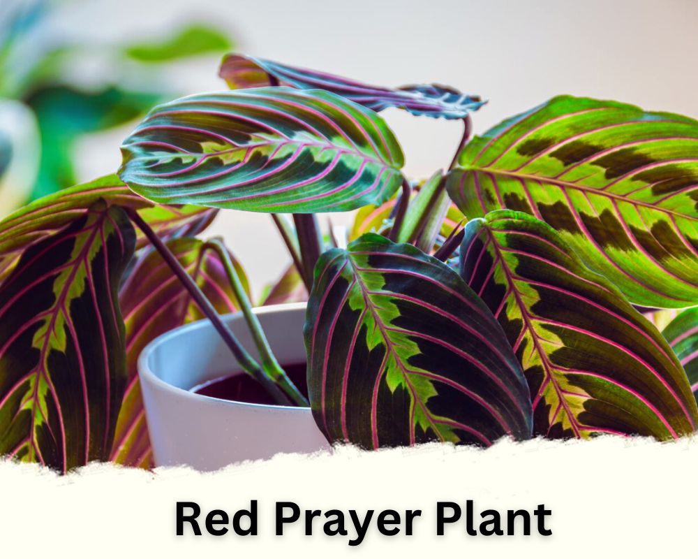 Red Prayer Plant is a tropical indoor plant