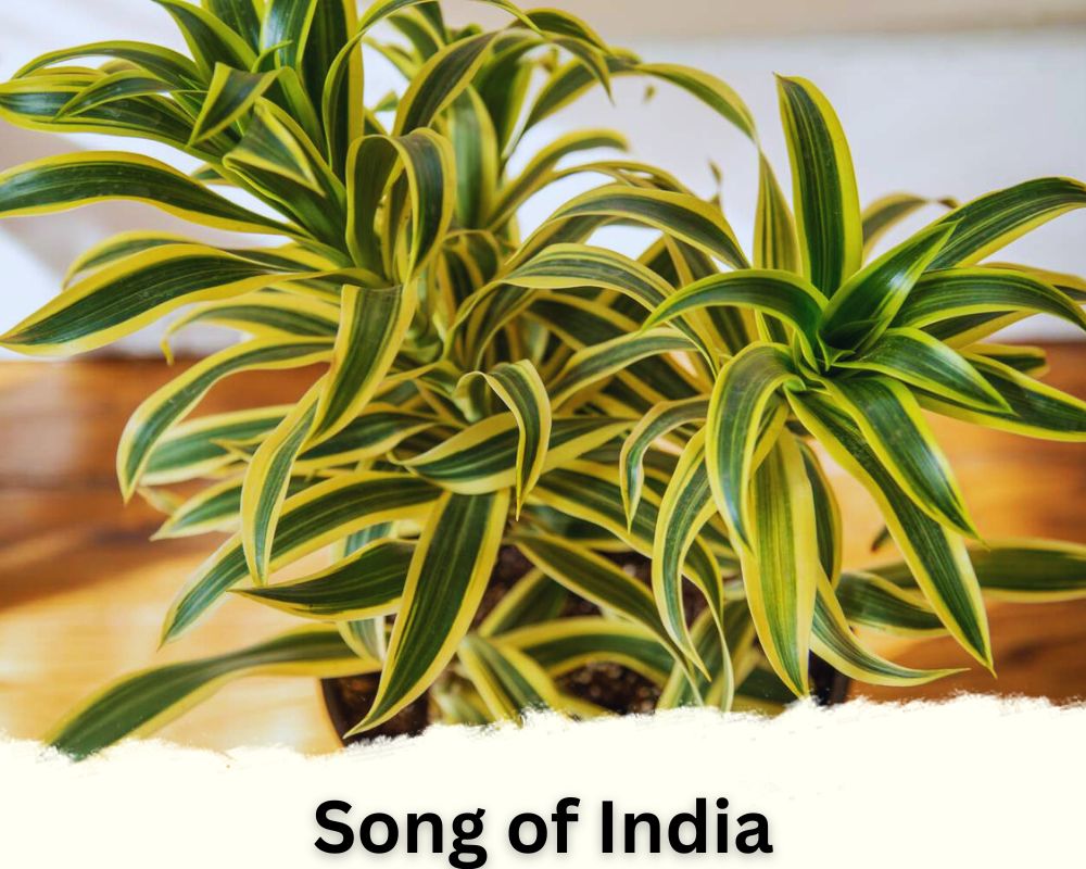 Dracaena Species of Song of India