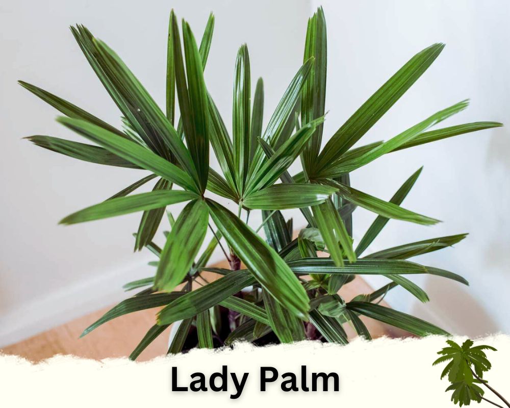 Lady Palm: palm houseplant identification
