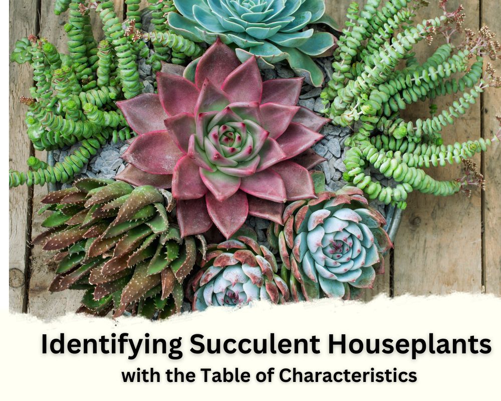 Identifying Succulent Houseplants with the Table of Characteristics