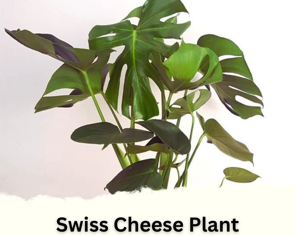 Swiss Cheese Plant: tropical houseplant identification