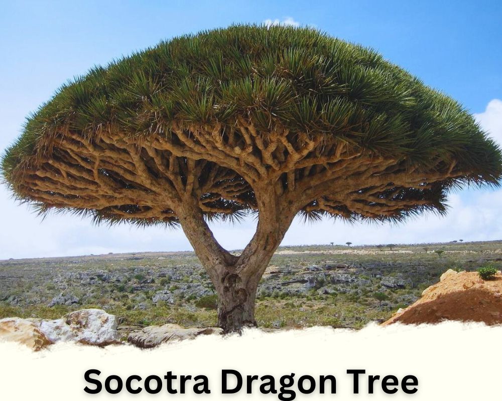 Dracaena Species of Socotra Dragon Tree