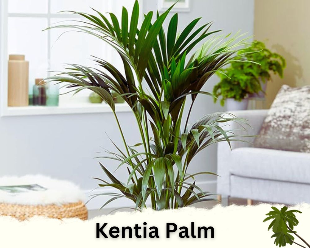 Kentia Palm: palm houseplant identification