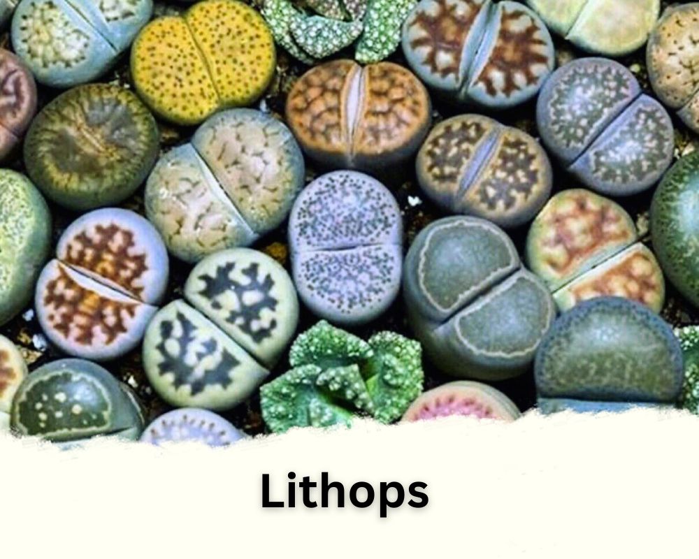 Lithops identification