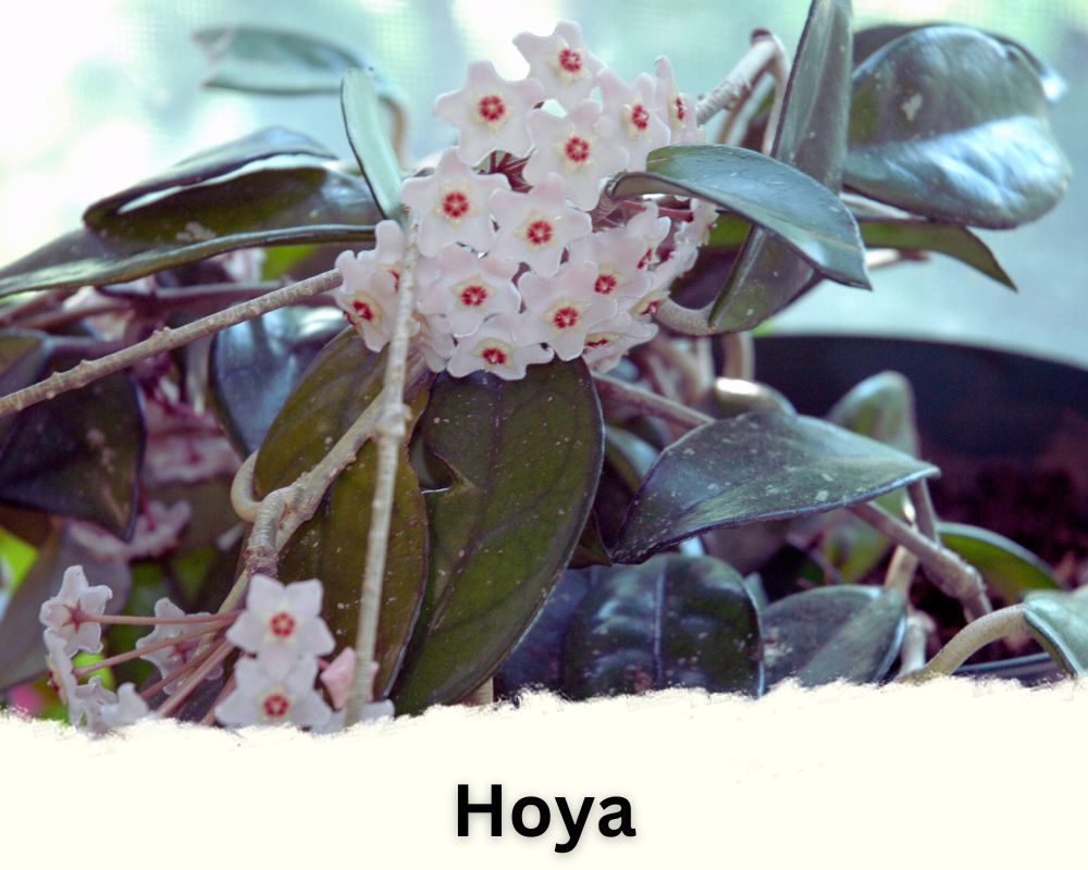 Hoya is a tropical indoor vine