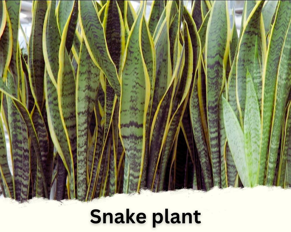 Dracaena Species of Snake plant identification