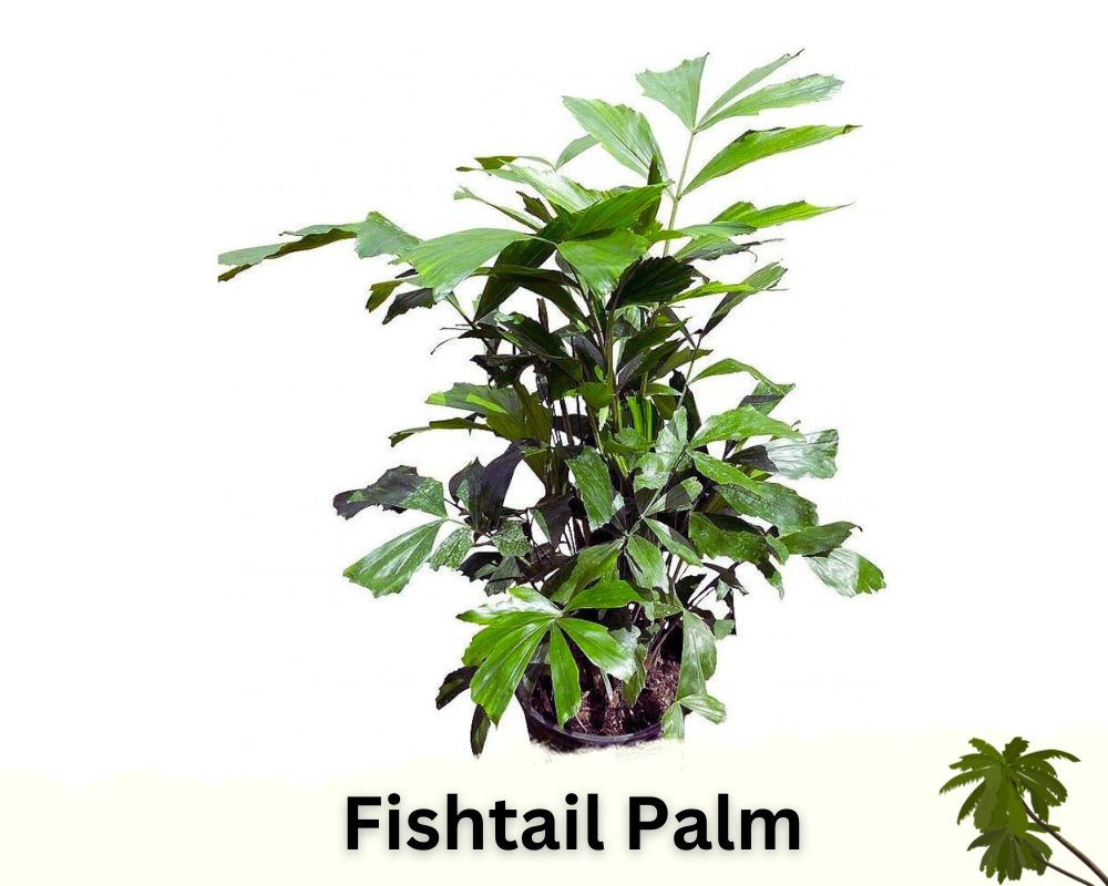 Fishtail Palm: palm houseplant identification