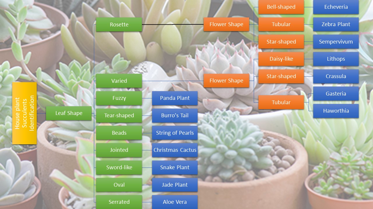 identifying succulent houseplants with chart 