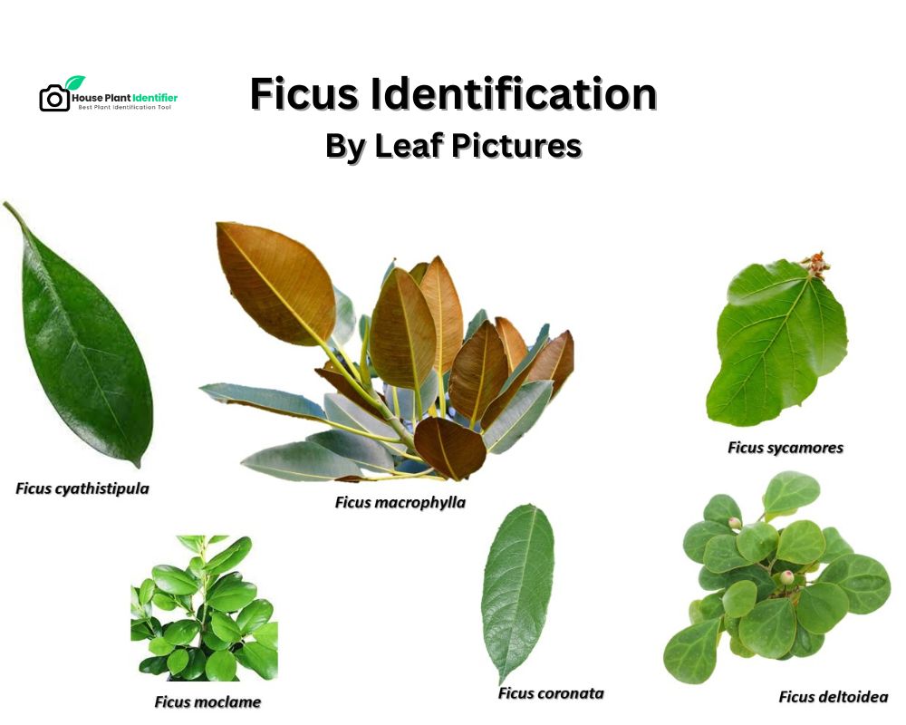 chart3: Ficus identification by leaf