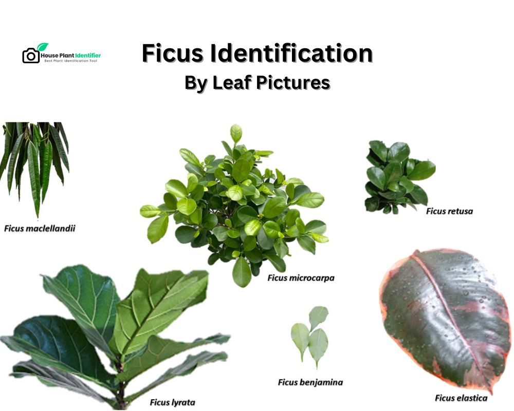 chart2: Ficus identification by leaf