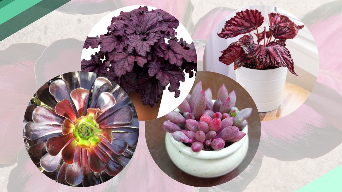 21 Reddish Purple Leaf Plants (Burgundy Or Maroon Leaf Indoor Plant): Identification By tool And Pictures