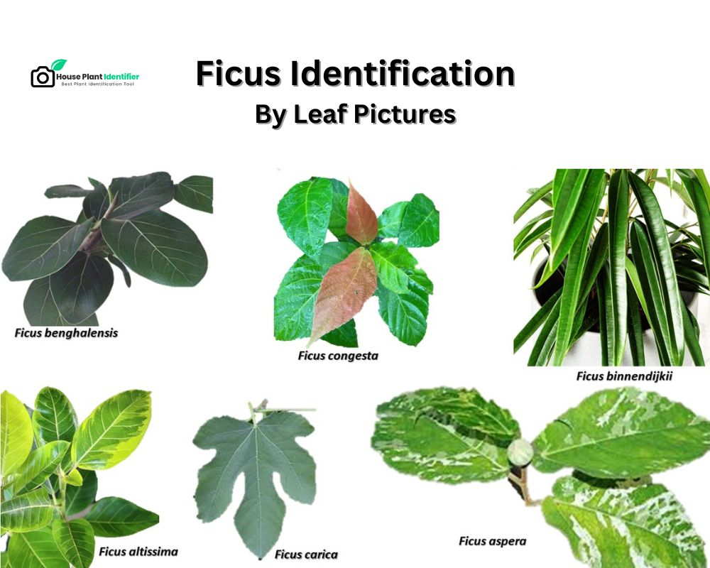 chart1: Ficus identification by leaf