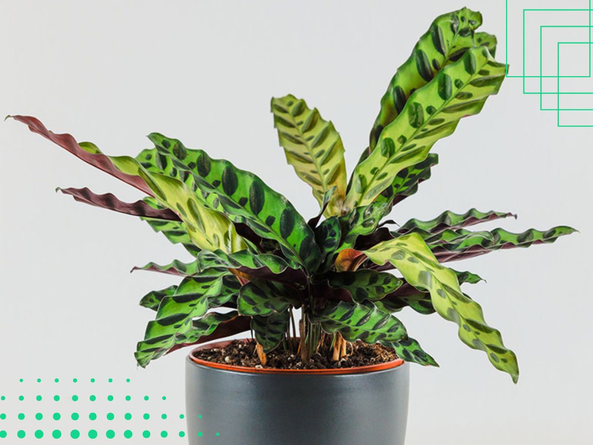 Calathea is a Plant with green leaves on top and red/purple underneath