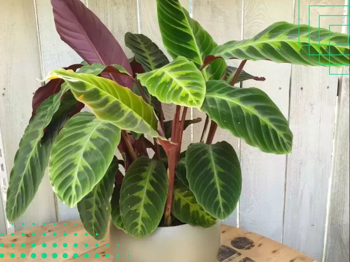 Calathea House Plant That Has Red/Purple Underneath Its Leaves