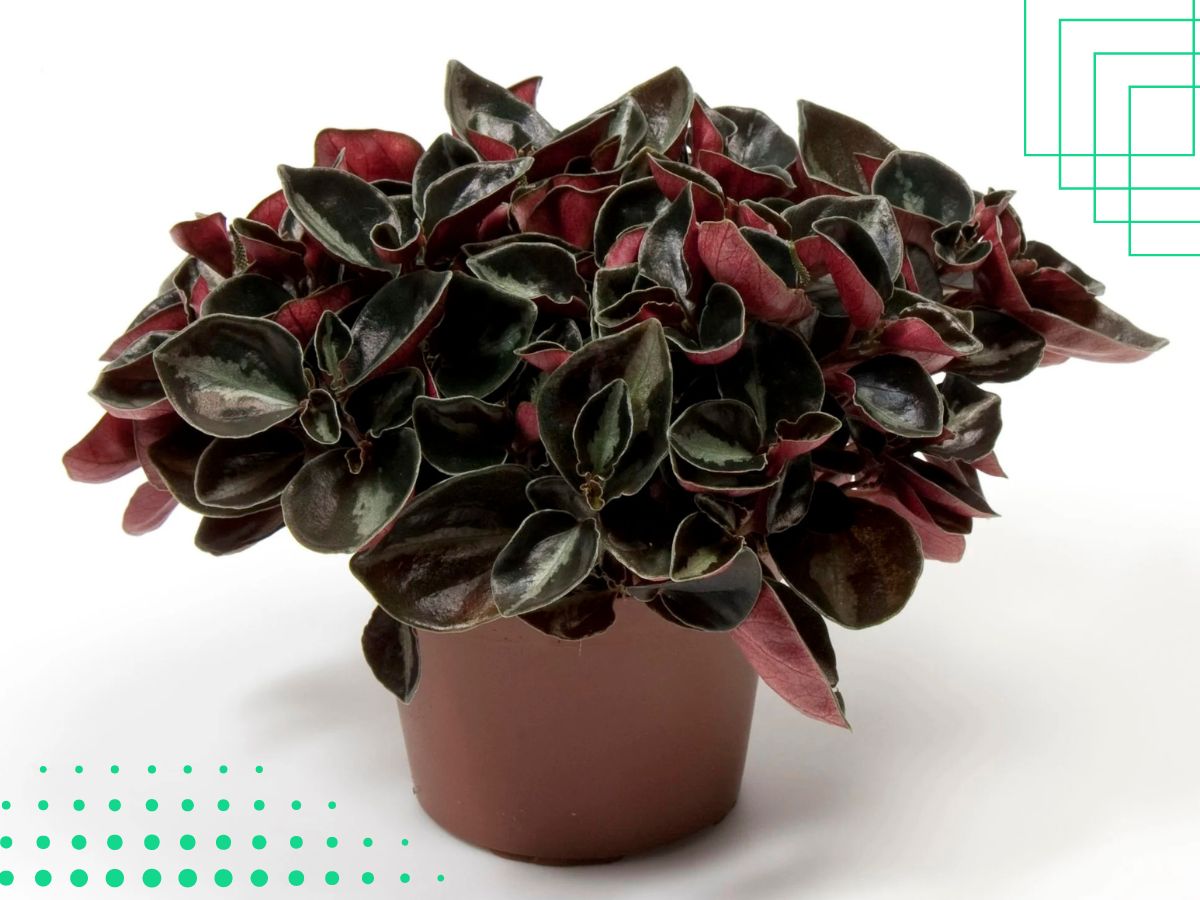 Peperomia is a Plant with green leaves on top and red/purple underneath