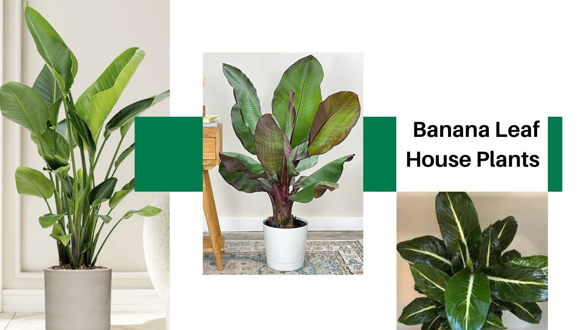 Identify Banana Leaf House Plants By Pictures and Tools