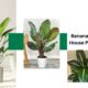 Identify Banana Leaf House Plants By Pictures and Tools