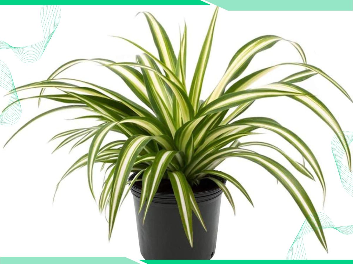 Identify House Plants By Leaf: Best Tested Tool and Images - House ...