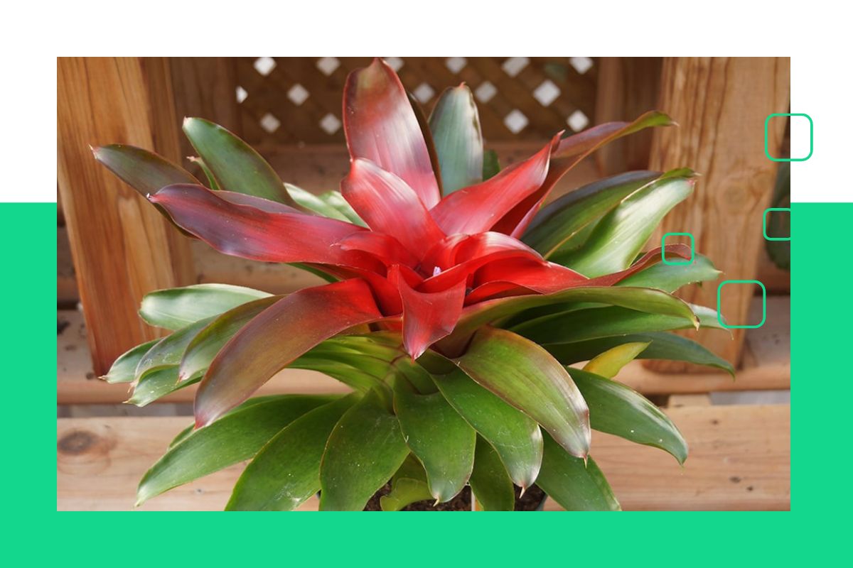 Red Flower House Plants Identification: A Reliable Tool And Pictures ...