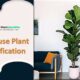the tall house plant identification with various way