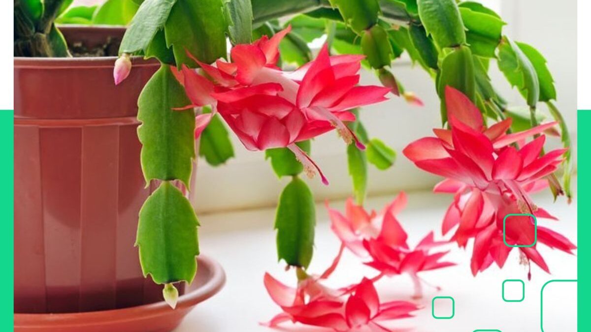 Red Flower House Plants Identification By Tools And Pictures