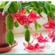 Red Flower House Plants Identification By Tools And Pictures