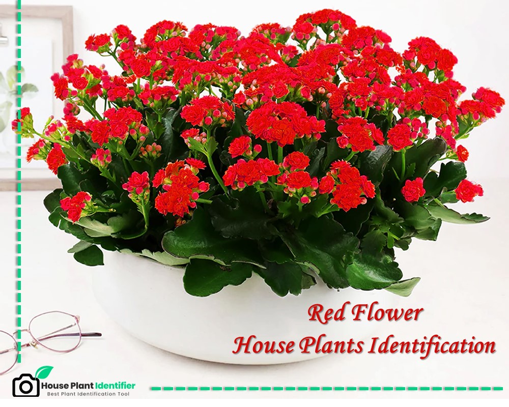Kalanchoe is a house plant with small red flowers