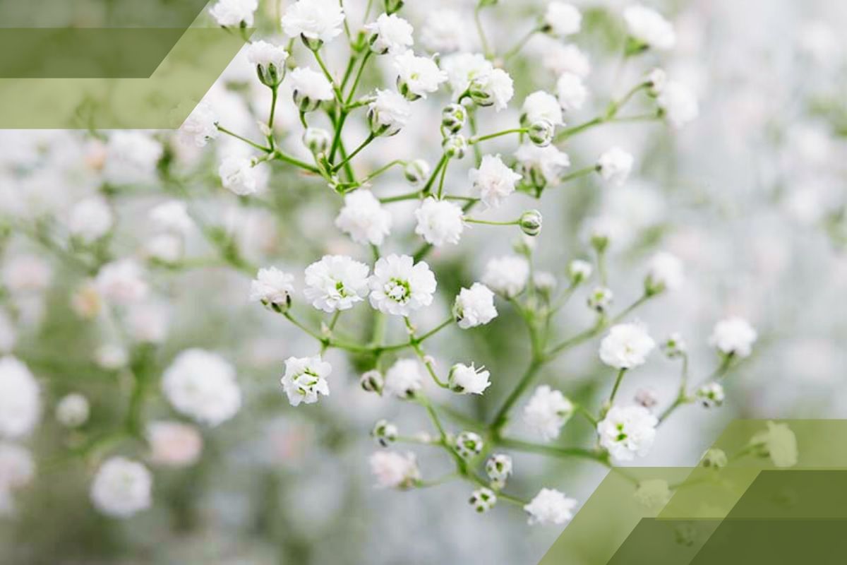 Small White Flower Plant Identification By Pictures