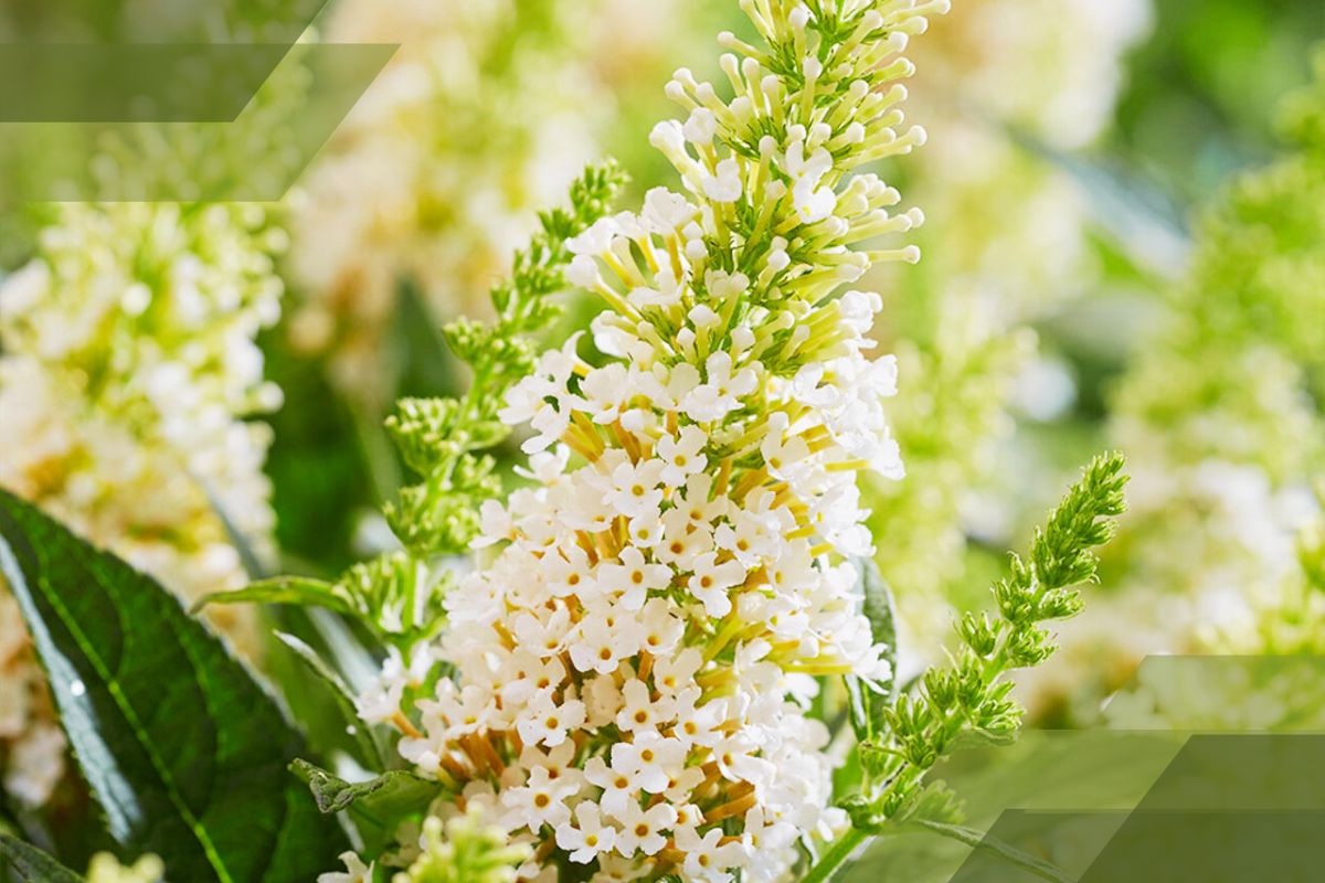 Small White Flower Plant Identification By Pictures