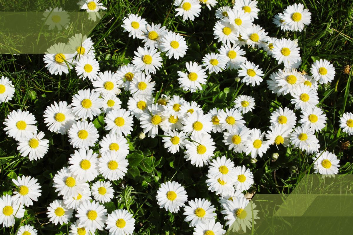 Small White Flower Plant Identification By Pictures