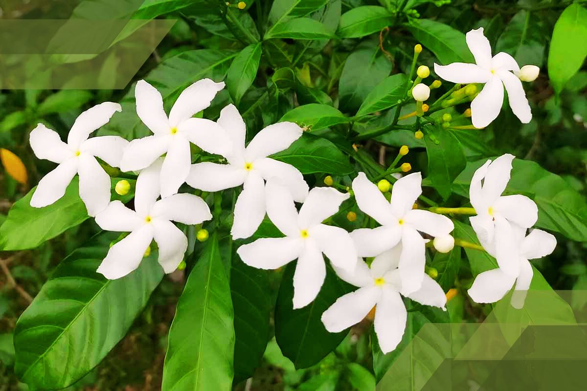 Small White Flower Plant Identification By Pictures