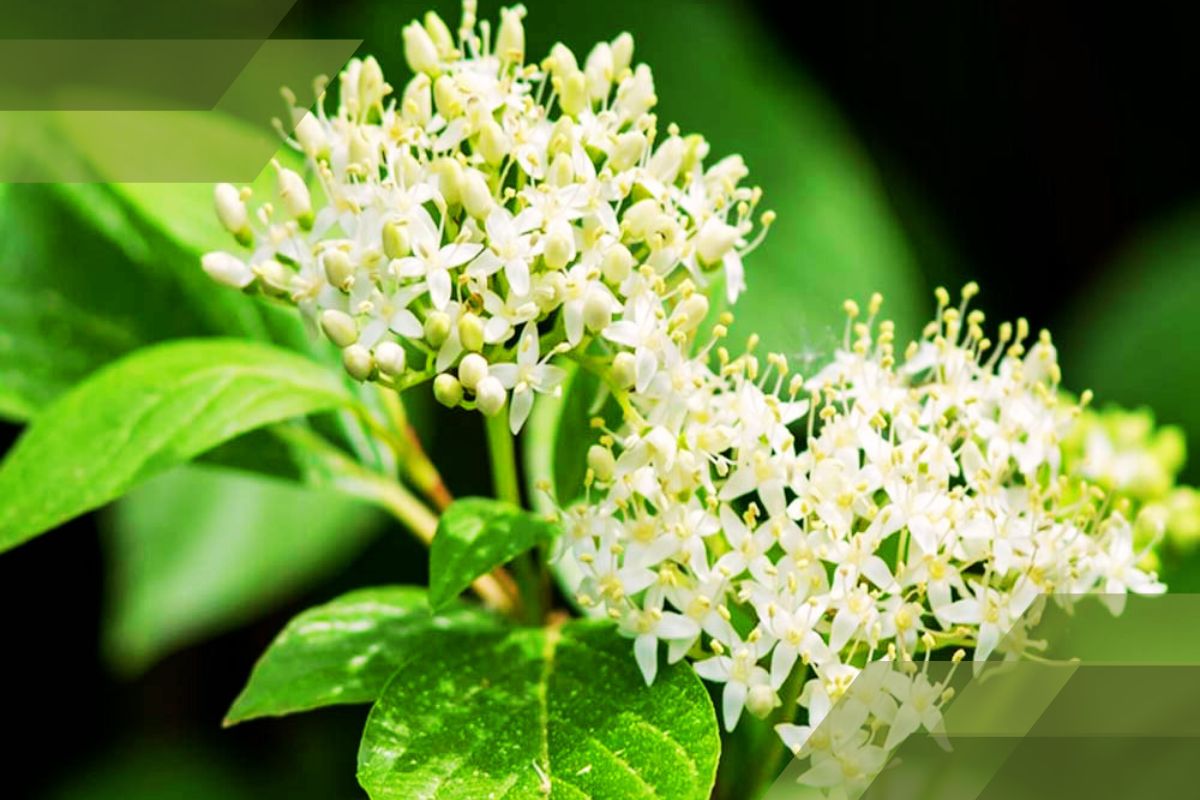 Small White Flower Plant Identification By Pictures