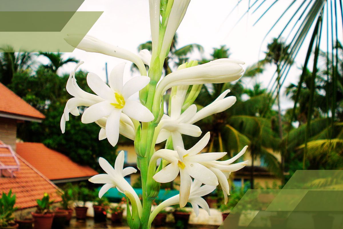 Small White Flower Plant Identification By Pictures