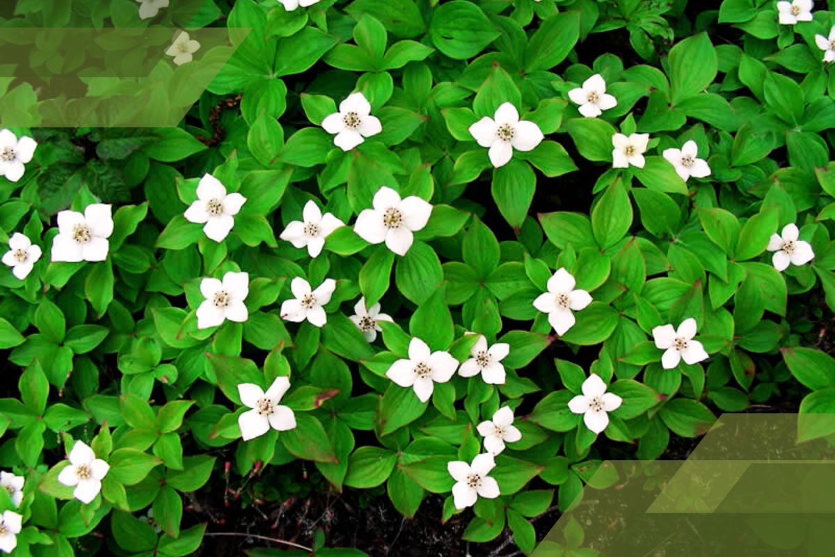 Small White Flower Plant Identification By Pictures