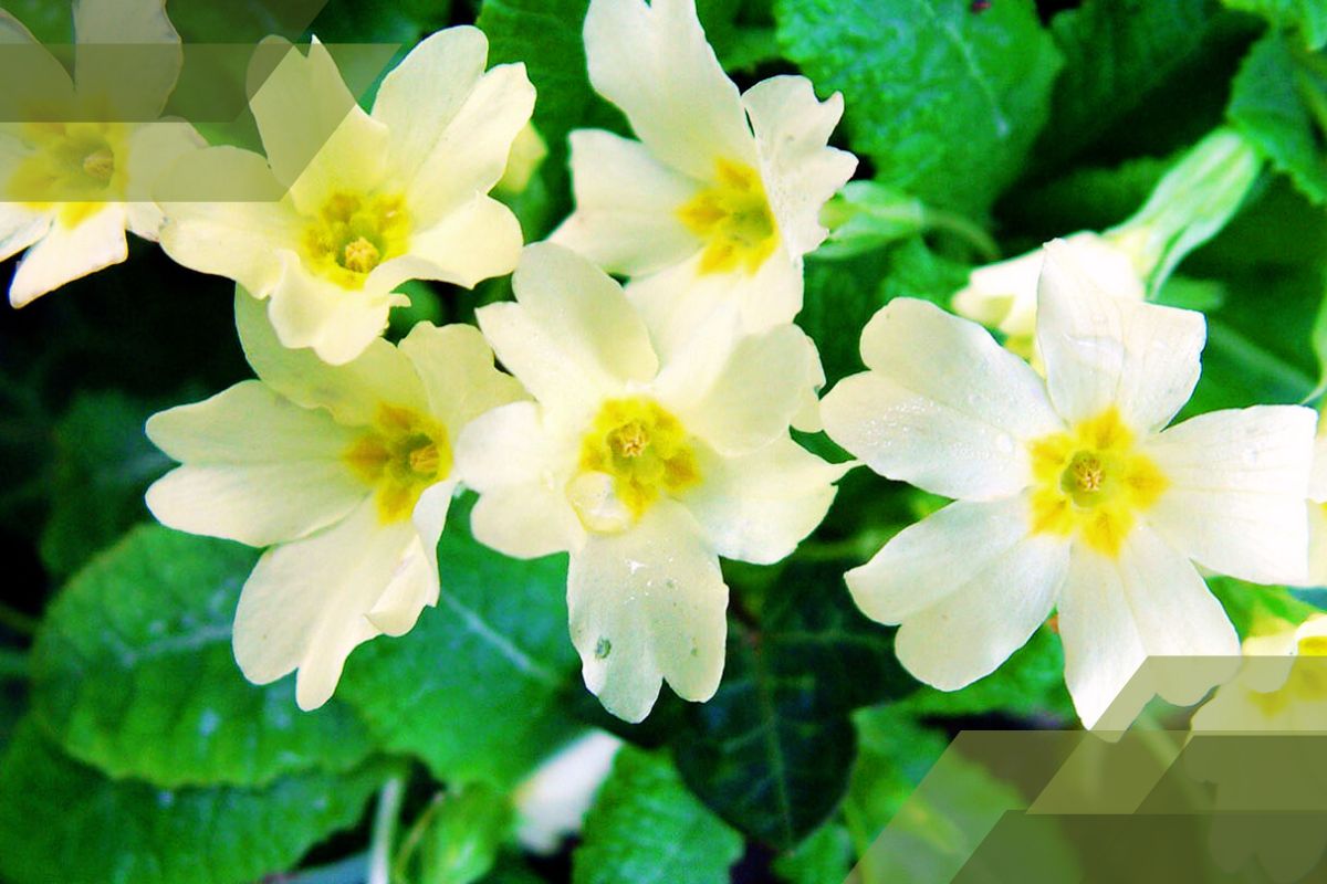 Small White Flower Plant Identification By Pictures